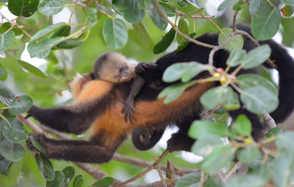 Morning Howler Monkeys