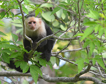 Reasons to visit Costa Rica