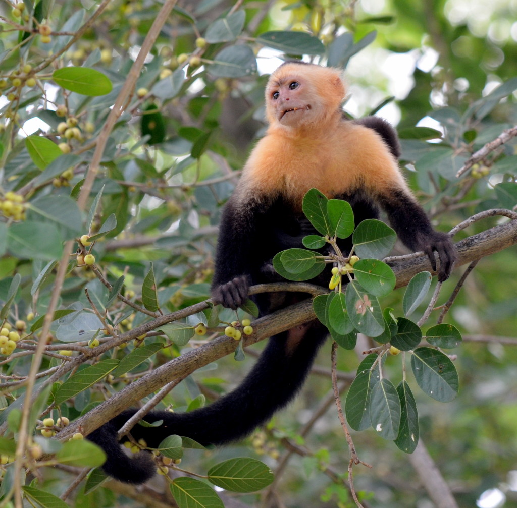 Wildlife & Nature Experiences
