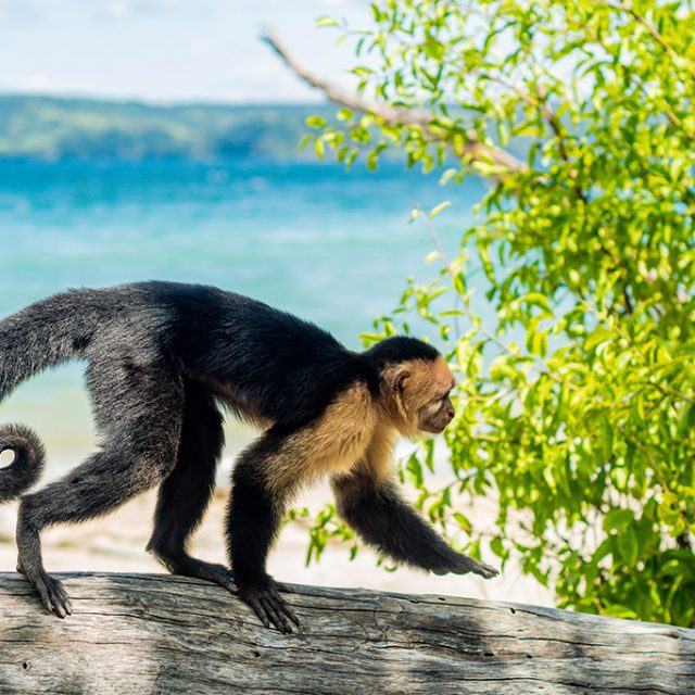 Monkey spotting at your Costa Rica Luxury Villa