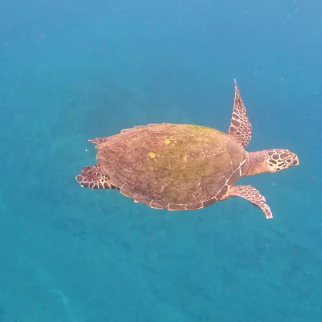 Free Diving Instruction in Guanacaste